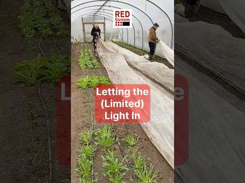 Winter Growing: Horticultural Fleece & Polytunnel Light Hacks