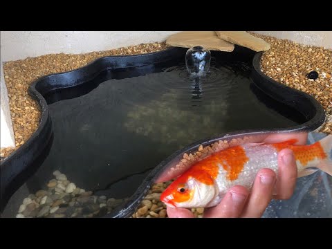 NEW AWESOME KOI FOR MY MINI KOI POND