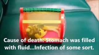 my budgie rainbow died in VET Hospital