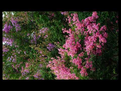 Gidon Kremer - Philip Glass - Concerto for Violin and Orchestra (Complete)