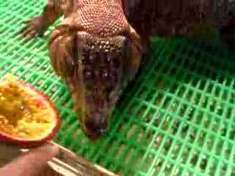 YouTube Video QZkhxfayHeE