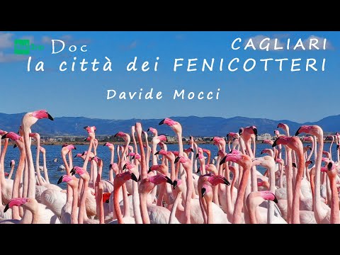 CAGLIARI LA CITTA' DEI FENICOTTERI #davidemocci  DOC RAI GEO - PARCO NATURALE MOLENTARGIUS SALINE