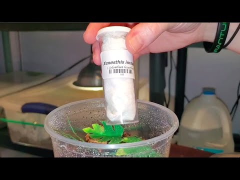 Unboxing My Dream Tarantula! (3 Different Species)