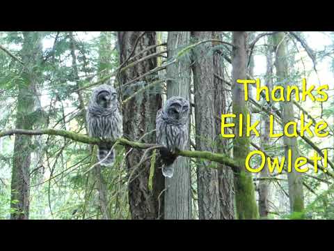 Barred Owlets Hunting Worms