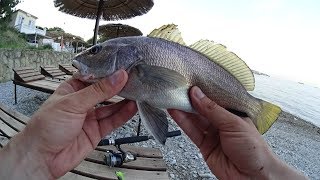 Ловля горбыля на черном море оснастка