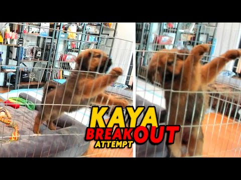 KAYA ACTUALLY TRIES TO GET OVER THE FENCE