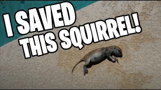 The day I saved a ground squirrel from drowning