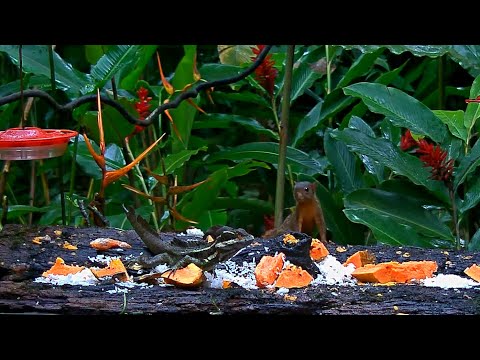Basilisk And Squirrel Tentatively Share The Panama Fruit Feeder – Sept. 24, 2020