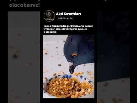Bir Kuşun Gözünden Dünya Nasıl Görünüyor? 👀🐦✨