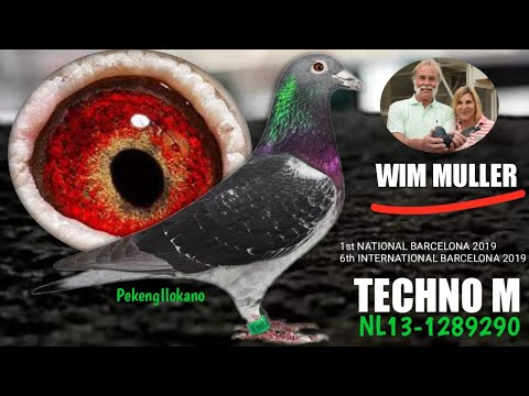 National & International Winner - WIM MULLER & SON - JanAardenPigeons