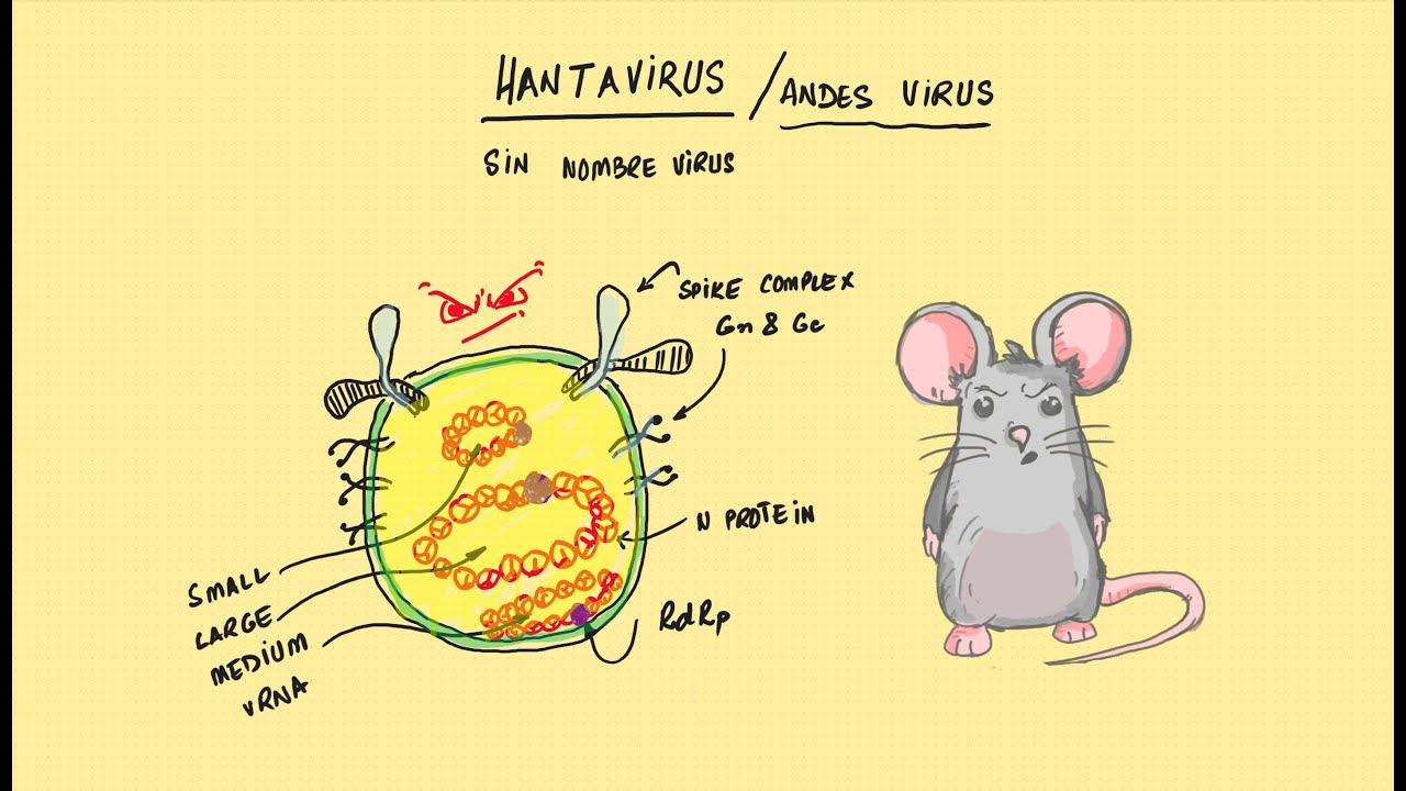 Hantavirus - Are we in trouble again?