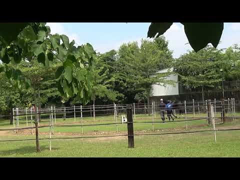 幸福山丘 2025 0611 馬匹基礎訓練 Chester