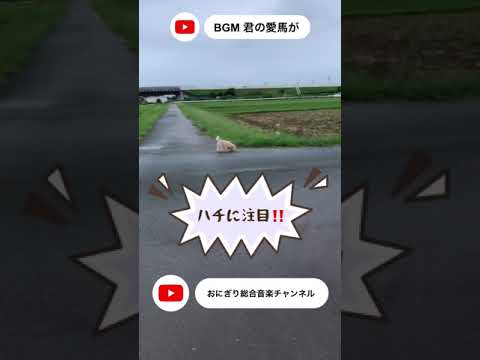 こども学科 【ハチ】フェイントかけてくる犬【大迷惑】