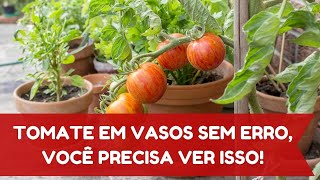 COMO PLANTAR TOMATE EM VASO