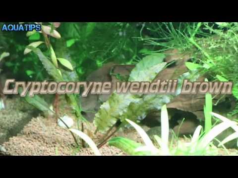 Ficha: Cryptocoryne wendtii brown || Guía básica || AquaTips