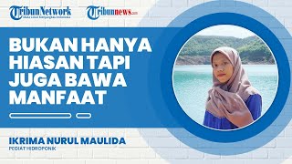 Jenis Sayuran Hidroponik Ala Ikrima, Tidak Hanya Hiasan Tapi Juga Bermanfaat dan Bisa Dikonsumsi
