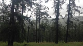preview picture of video 'Dlovere's summer in forest of Erdenet'