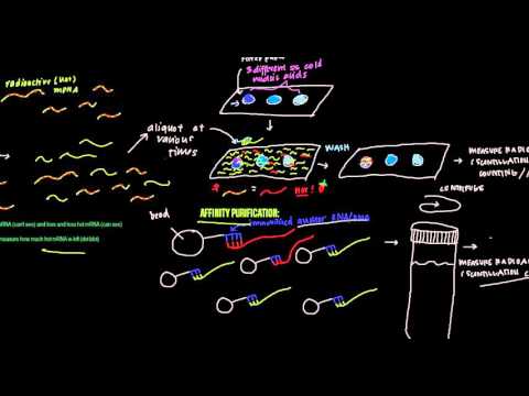 Pulse-Chase Experiments (protein and mRNA)
