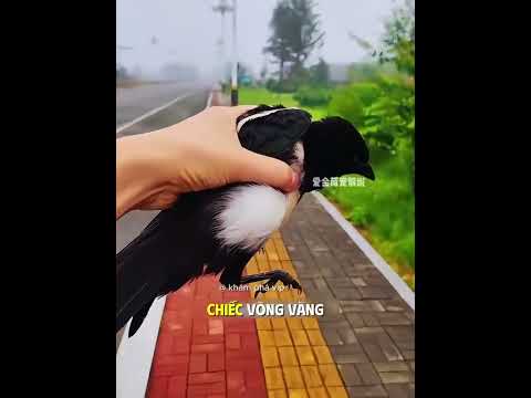 hãy cho cô ái một lời chúc tốt đẹp ạ.