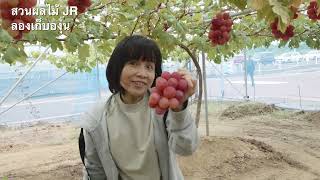 World class Sendai Foods 3 Perfect Days in Miyagi (th) short ver.