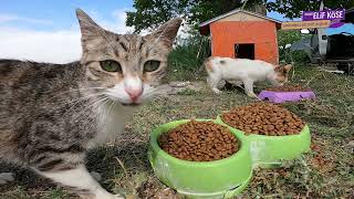 Can Dostlarımızla Aralıksız Beraberiz 