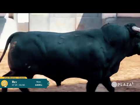 SORTEO | Toros Benítez Cubero y Pallarés, rejones 25 agosto