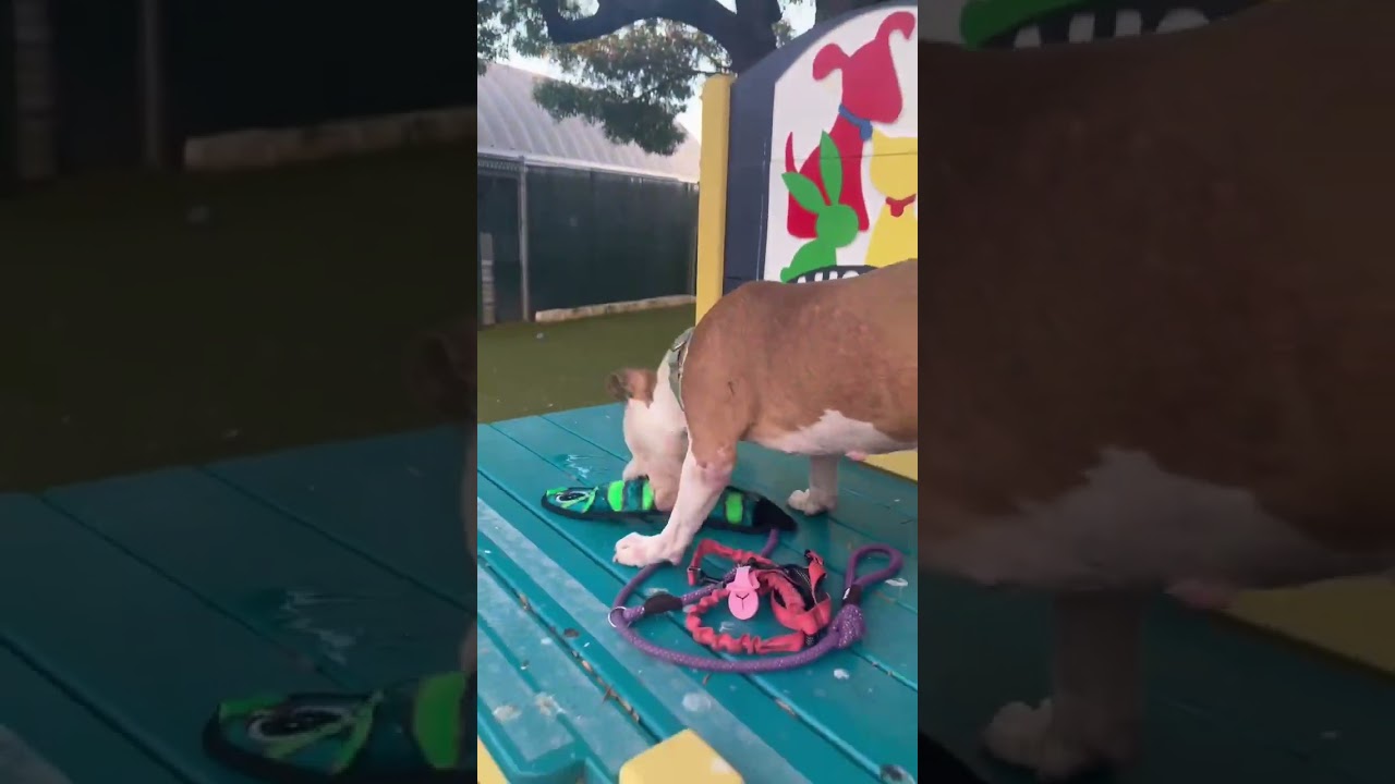 Enlarge Alberto, a Adoptable mixed breed in Austin, TX video 6/6
