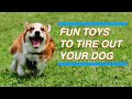 FUN TOYS TO TIRE OUT YOUR DOG Play Fetch