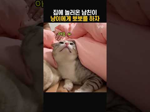 집에 놀러온 남친이 뽀뽀를 했더니 고양이의 반응
