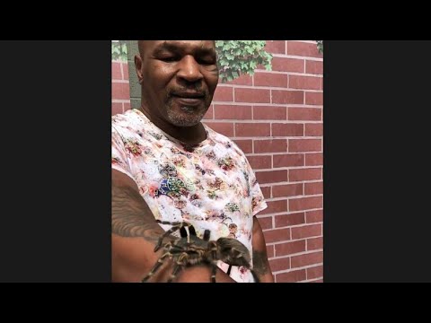 MIKE TYSON SCARED OF SPIDER FROM THE Real Tarzan