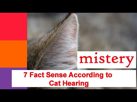 7 Fact Sense According to Cat Hearing | You Must Know
