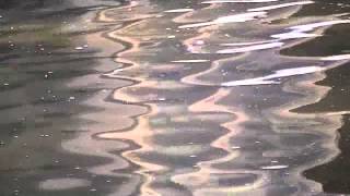 FRANK ZAPPA -- DOWN IN THE DEW