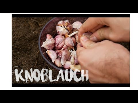 , title : 'Knoblauch anbauen Teil I | schnell & einfach selber pflanzen'