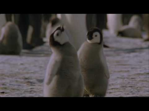 Cute Baby Penguins - Music by Jennie Muskett