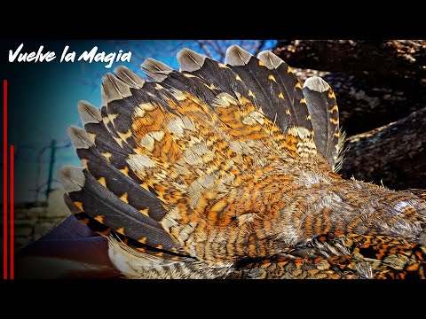 Caza de BECADAS ✨¡Demasiado tiempo sin enloquecer!✨