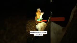 Download lagu Dogs being idiots part 204: Hound dog 🤣🐕 #funnydog #funnypet #cutedog #dog #pets #shorts mp3