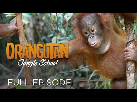 download lagu mp3 mp4 Orangutang Ep, download lagu Orangutang Ep gratis, unduh video klip Orangutang Ep