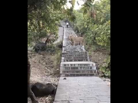 #gir_lion #junagadh_girnar jay ho Junagadh girnar lion