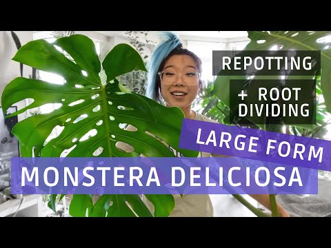 Monstera Deliciosa LARGE FORM: Repotting & Root Dividing