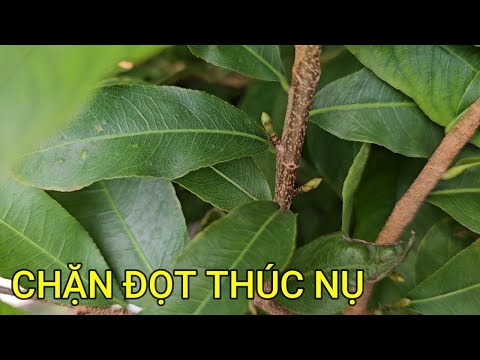 🔴 QBS23448 - CẮT CHẶN ĐỌT TẠO NỤ HIỆU QUẢ THÁNG 8 ÂM LỊCH | CÁCH CHĂM MAI CHO NỤ NHANH LỚN THÁNG 8