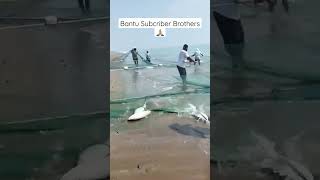 Download lagu Full jaring ikan besar di pantai😱😱#shorts mp3