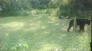 Barnes Lake Bears 4