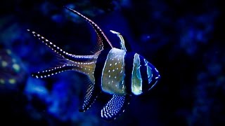 How to setup a 20 gallon nano reef tank, Bangaii Cardinal Fish, Red Starfish