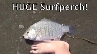 preview picture of video 'Morro Bay Surfperch Fishing'