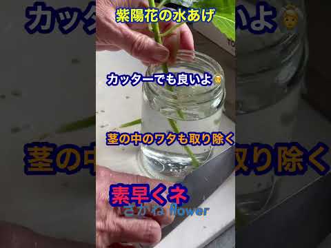 水をやりすぎたアジサイ、もう一度始めさせてもいいですか？あなたの植物を救うための4つの簡単なステップ!  庭園