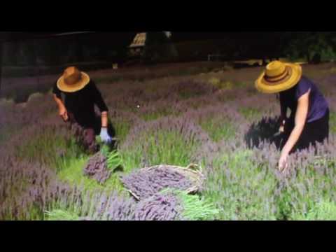 Postcards Victoria: Lavandula Swiss Italian Farm (2016)