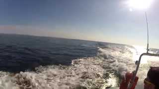 preview picture of video 'Dolphin watching & Marine Wildlife . Olhão . Algarve'
