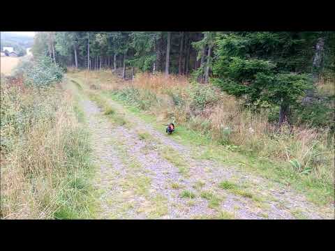 Jakt med tax - Hilbert och vitsvanshjort