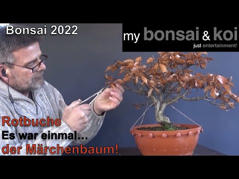 Bonsai 2022-33 - Rotbuche - Fagus sylvatica - Es war einmal… der Märchenbaum!