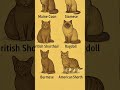 Part-1.Most Famous Cat Breeds 🐾✨#shorts #viraledit #cat